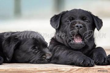 cuccioli neri